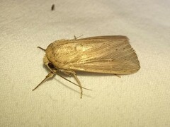 Leucania phragmitidicola