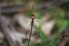 Caladenia cruciformis