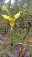 Diuris sulphurea