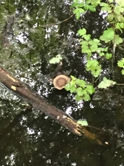 Lentinus substrictus