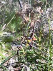 Lyperanthus suaveolens