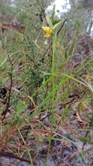 Diuris sulphurea