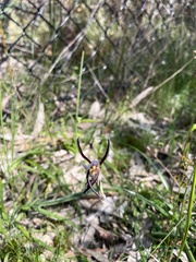 Lyperanthus suaveolens