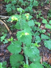 Scrophularia vernalis