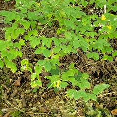 Lonicera praeflorens