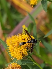 Physocephala furcillata