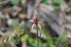 Caladenia cruciformis