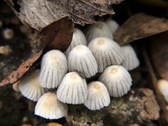 Coprinellus disseminatus