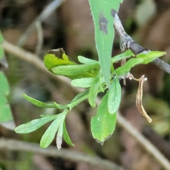 Zabelia biflora
