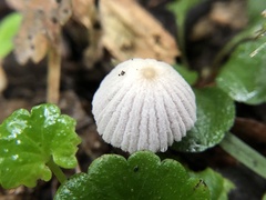 Coprinellus disseminatus