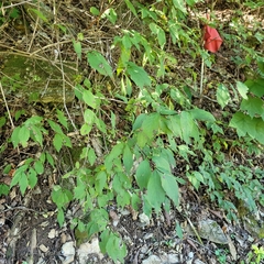 Zabelia biflora