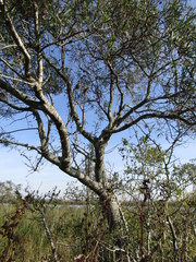 Sapium haematospermum
