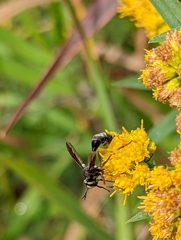 Physocephala furcillata