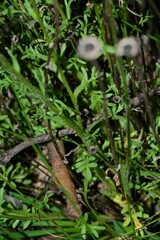 Brachyscome diversifolia