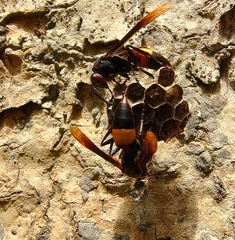 Polistes sagittarius