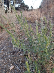 Ambrosia acanthicarpa