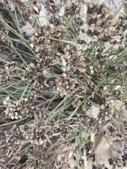 Limonium duriusculum