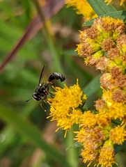 Physocephala furcillata
