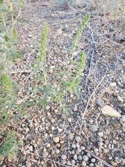 Ambrosia acanthicarpa