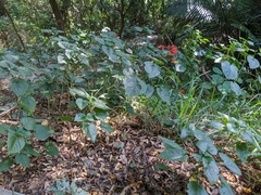 Clerodendrum japonicum