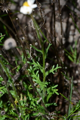 Brachyscome diversifolia