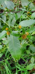 Bidens vulgata