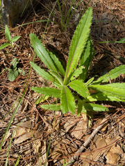Cirsium horridulum