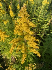Solidago canadensis