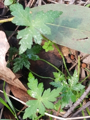 Hydrocotyle geraniifolia