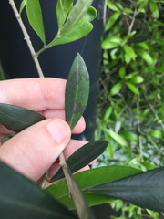 Venturia oleaginea