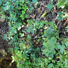 Spiraea trichocarpa