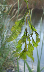 Potamogeton lucens