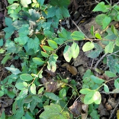 Spiraea trichocarpa