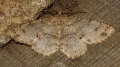 Melanolophia