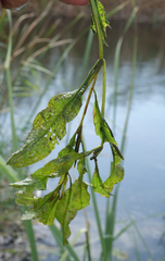 Potamogeton lucens