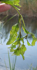 Potamogeton lucens