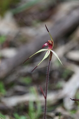 Caladenia cruciformis