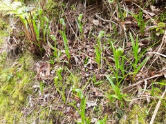 Pterostylis montana