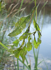 Potamogeton lucens