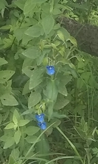 Commelina tuberosa