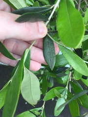 Venturia oleaginea