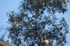 Eucalyptus obliqua