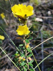 Hibbertia obtusifolia