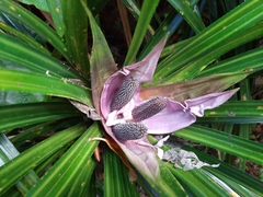 Freycinetia banksii
