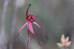 Caladenia cruciformis