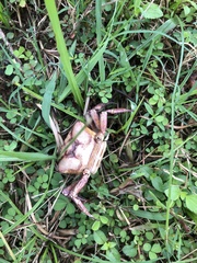 Sayamia bangkokensis