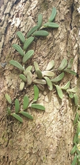 Dendrobium linguiforme