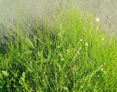 Chloracantha spinosa