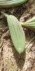 Dendrobium linguiforme