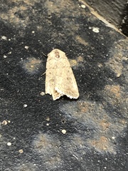 Caradrina clavipalpis